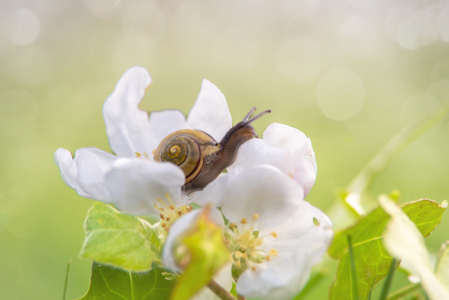 Bild-Nr: 12817229 Apfelblüte mit Schnecken Besuch Erstellt von: Tanja Riedel