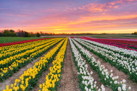 Bild-Nr: 12817563 Tulpenfeld bei Sonnenaufgang Erstellt von: Michael Valjak