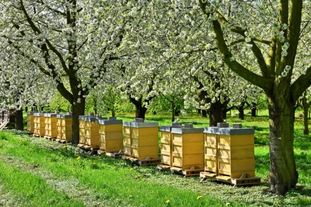 Bild-Nr: 12817953 Bees in Paradise - Bienen im Paradies Erstellt von: johafoto