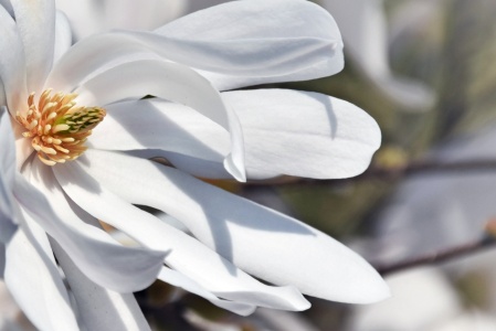 Bild-Nr: 12818659 zauberhafte Stern Magnolie Erstellt von: Schwob