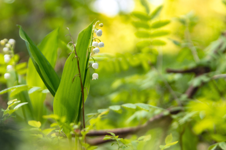 Bild-Nr: 12818976 Maiglöckchen im Früling Wald Erstellt von: Tanja Riedel