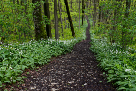 Bild-Nr: 12819206 Bärlauchwald Erstellt von: Bettina Schnittert