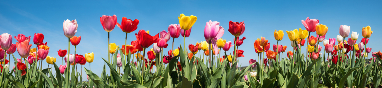 Bild-Nr: 12819732 Tulpenpanorama I Erstellt von: SusaZoom