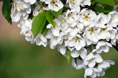 Bild-Nr: 12819788 Kirschblüten Erstellt von: GUGIGEI