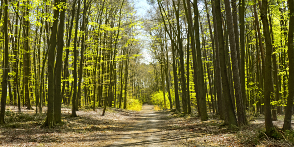 Bild-Nr: 12819791 Waldweg Erstellt von: Atteloi