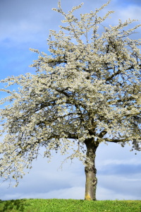 Bild-Nr: 12819905 Der Kirschbaum Erstellt von: GUGIGEI