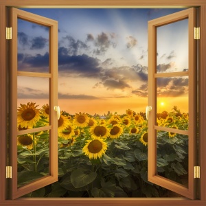 Bild-Nr: 12821037 Aussicht auf Sonnenblumen im Sonnenuntergang Erstellt von: Melanie Viola