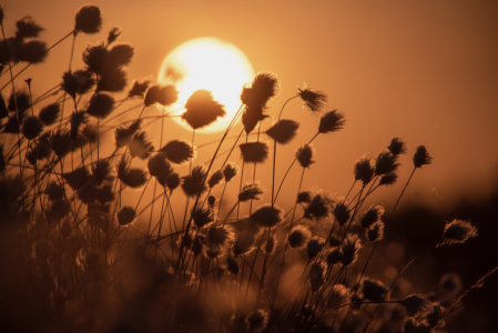 Bild-Nr: 12821299 Wollgras im Sonnenuntergang Erstellt von: Tanja Riedel
