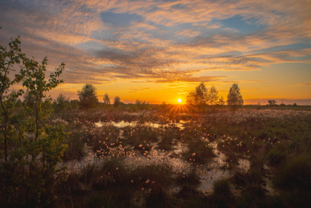 Bild-Nr: 12822123 Moor Landschaft im Abendlicht Erstellt von: Tanja Riedel