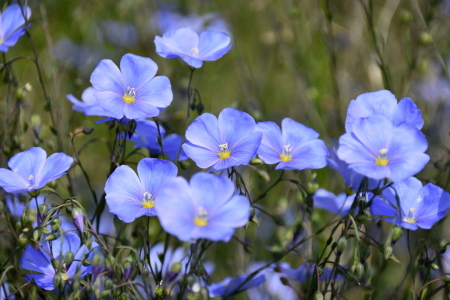 Bild-Nr: 12823696 Blauer Lein Erstellt von: GUGIGEI