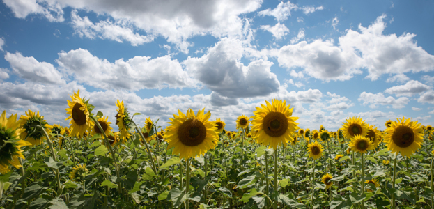 Bild-Nr: 12823756 Sonnenblumenfeld Erstellt von: SusaZoom