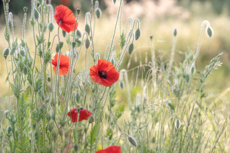 Bild-Nr: 12824562 Klatschmohn auf Wildgras Wiese Erstellt von: Tanja Riedel