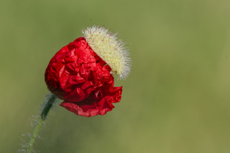 Bild-Nr: 12824564 Klatschmohn Blüte im Morgentau Erstellt von: Tanja Riedel