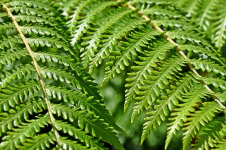 Bild-Nr: 12824874 Baumfarn Erstellt von: Schwob