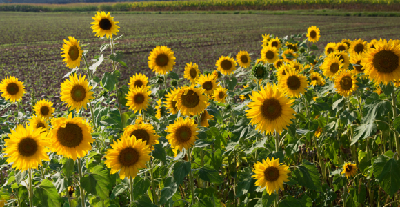 Bild-Nr: 12826350 Leuchtende Sonnenblumen Erstellt von: SusaZoom