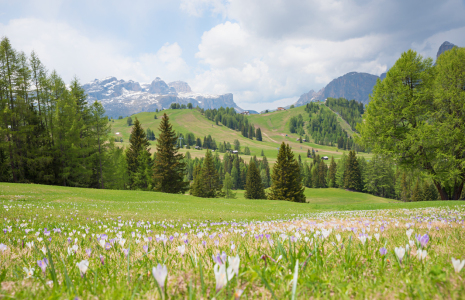 Bild-Nr: 12828872 Krokuswiese am Piz Sorega Dolomiten Erstellt von: SusaZoom
