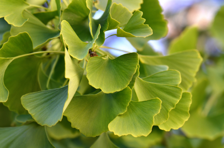 Bild-Nr: 12828904 Ginkgo Erstellt von: Atteloi