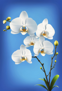 Bild-Nr: 12829248 Weiße Orchidee auf blau KI Erstellt von: XYRIUS