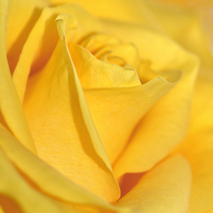 Bild-Nr: 12829304  Rose Erstellt von: Atteloi