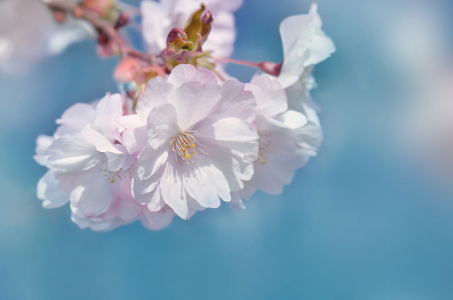 Bild-Nr: 12829411 Frühlingsblüte Erstellt von: Atteloi
