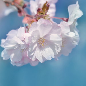 Bild-Nr: 12829497 Kirschblüte Erstellt von: Atteloi