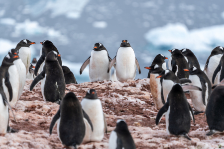 Bild-Nr: 12830097 Pinguine in der Antarktis Erstellt von: eyetronic