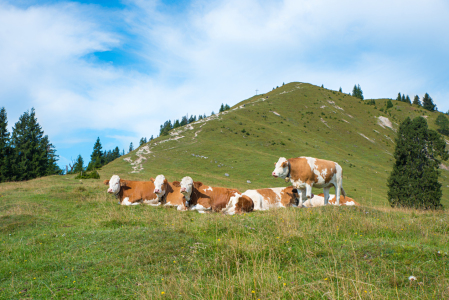 Bild-Nr: 12830198 Auf der Alm Erstellt von: SusaZoom