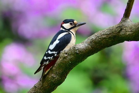 Bild-Nr: 12830413 Buntspecht Erstellt von: falconer59