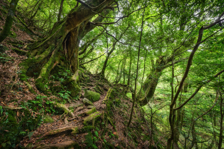 Bild-Nr: 12830806 Versteckter Waldpfad Erstellt von: eyetronic