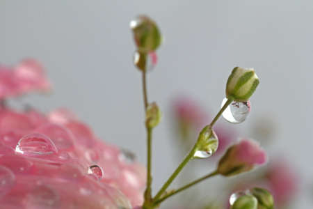 Bild-Nr: 12831311 Trops Erstellt von: Gerhard Albicker