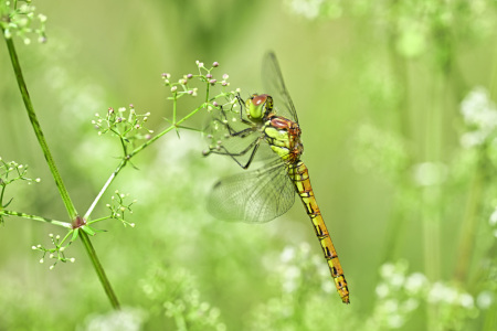 Bild-Nr: 12831831 Libelle im Gras Erstellt von: falconer59