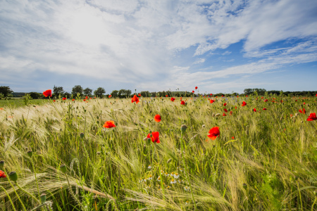 Bild-Nr: 12832332 Leuchtender Mohn Erstellt von: Ursula Reins