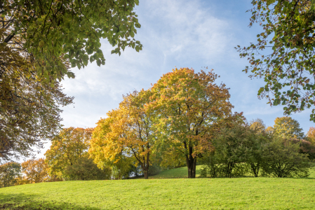 Bild-Nr: 12832891 Herbstlandschaft Westpark München Erstellt von: SusaZoom