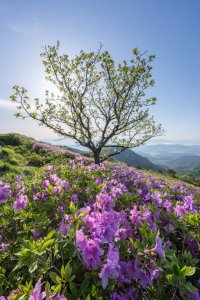 Bild-Nr: 12833180 Azaleen im Frühling Erstellt von: eyetronic