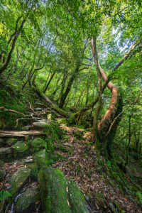 Bild-Nr: 12833217 Verwunschener Waldpfad Erstellt von: eyetronic