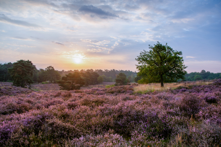 Bild-Nr: 12833770 Westruper Heide Erstellt von: NaturArtPhotographie