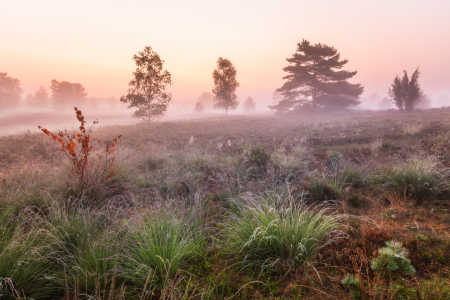 Bild-Nr: 12834012 Morgendämmerung in der Lüneburger Heide Erstellt von: Daniela Beyer