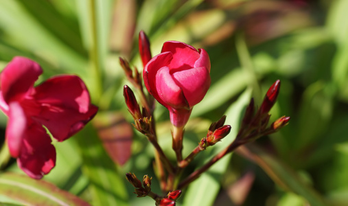 Bild-Nr: 12834369 Roter Oleander Erstellt von: youhaveadream