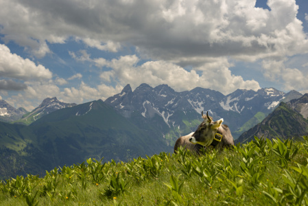 Bild-Nr: 12834556 Uff d'r Alp Erstellt von: Walter G. Allgöwer