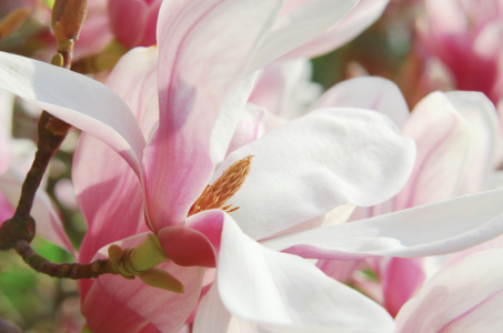 Bild-Nr: 12835346 Magnolienblüte Erstellt von: Atteloi