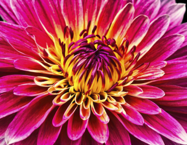 Bild-Nr: 12835400 Dahlienblüte Makro KI Erstellt von: XYRIUS
