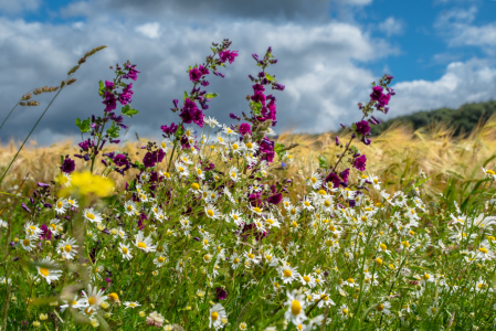Bild-Nr: 12835773 Gräser und Wildblumen am Wegesrand Erstellt von: Tanja Riedel