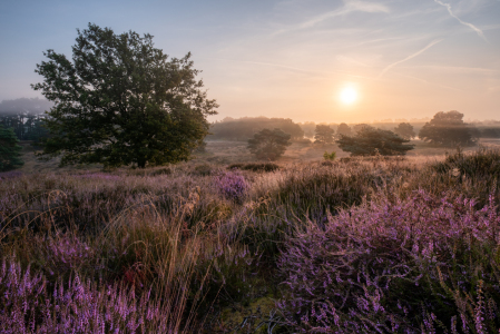 Bild-Nr: 12836060 Westruper Heide2 Erstellt von: NaturArtPhotographie