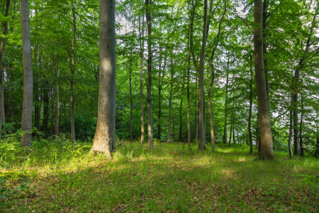 Bild-Nr: 12837260 Licht und Schatten im Wald  Erstellt von: Ursula Reins