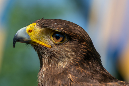 Bild-Nr: 12838541 Parabuteo unicinctus Erstellt von: volker heide
