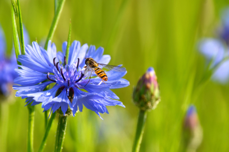 Bild-Nr: 12839116 Schwebfliege Erstellt von: Atteloi
