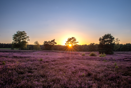 Bild-Nr: 12840965 Sonnenuntergang in der Heide Erstellt von: Tanja Riedel