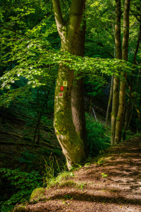 Bild-Nr: 12841116 Morgenbachtal 82 Erstellt von: Erhard Hess