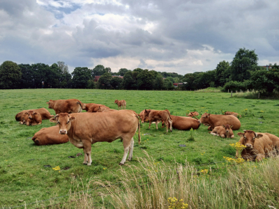 Bild-Nr: 12841223 Landwirtschaft Erstellt von: Ostfriese