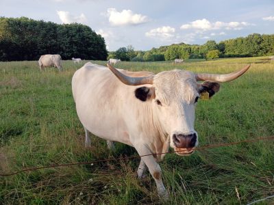 Bild-Nr: 12841224 Milchkühe Erstellt von: Ostfriese